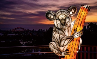 Koala