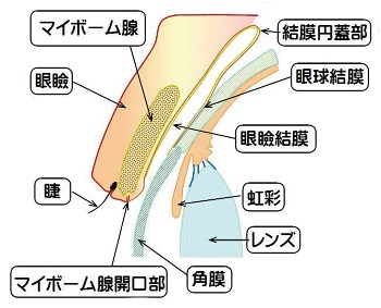 目とまぶたの構造