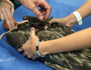 発信機を取り付けられるオブシディアン(写真提供:グリフィス大学ヴィッキー・トムソン、ダリル・ジョーンズ)