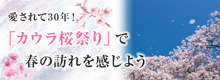 愛されて30年!「カウラ桜祭り」で春の訪れを感じよう