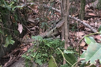 遊歩道から少し目線をずらして茂みの中を観察してみると、高確率でウォーター・ドラゴンに遭遇できる。中にはかなり大きな物も存在する