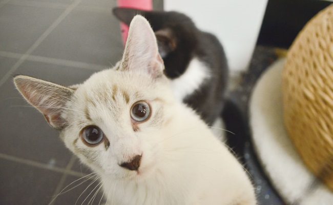奥のキャット・ルームにいる子猫は好奇心旺盛で、すぐに寄って来てくれる