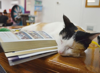 本のそばで寝そべる猫の無防備な姿も見られる