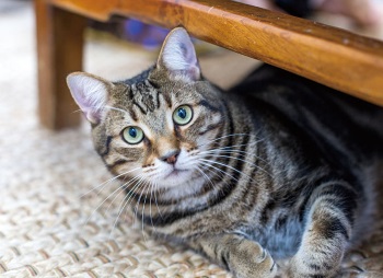 キャット・ルームでは、個性豊かなレスキューされた猫たちに出合える(Photo: ©Lisa B Doyle)