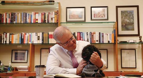 モリソン首相のSNSに登場する犬のバディ