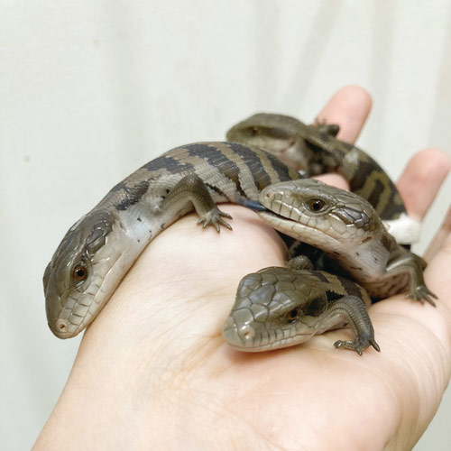 蘇生したアオジタトカゲの赤ちゃん