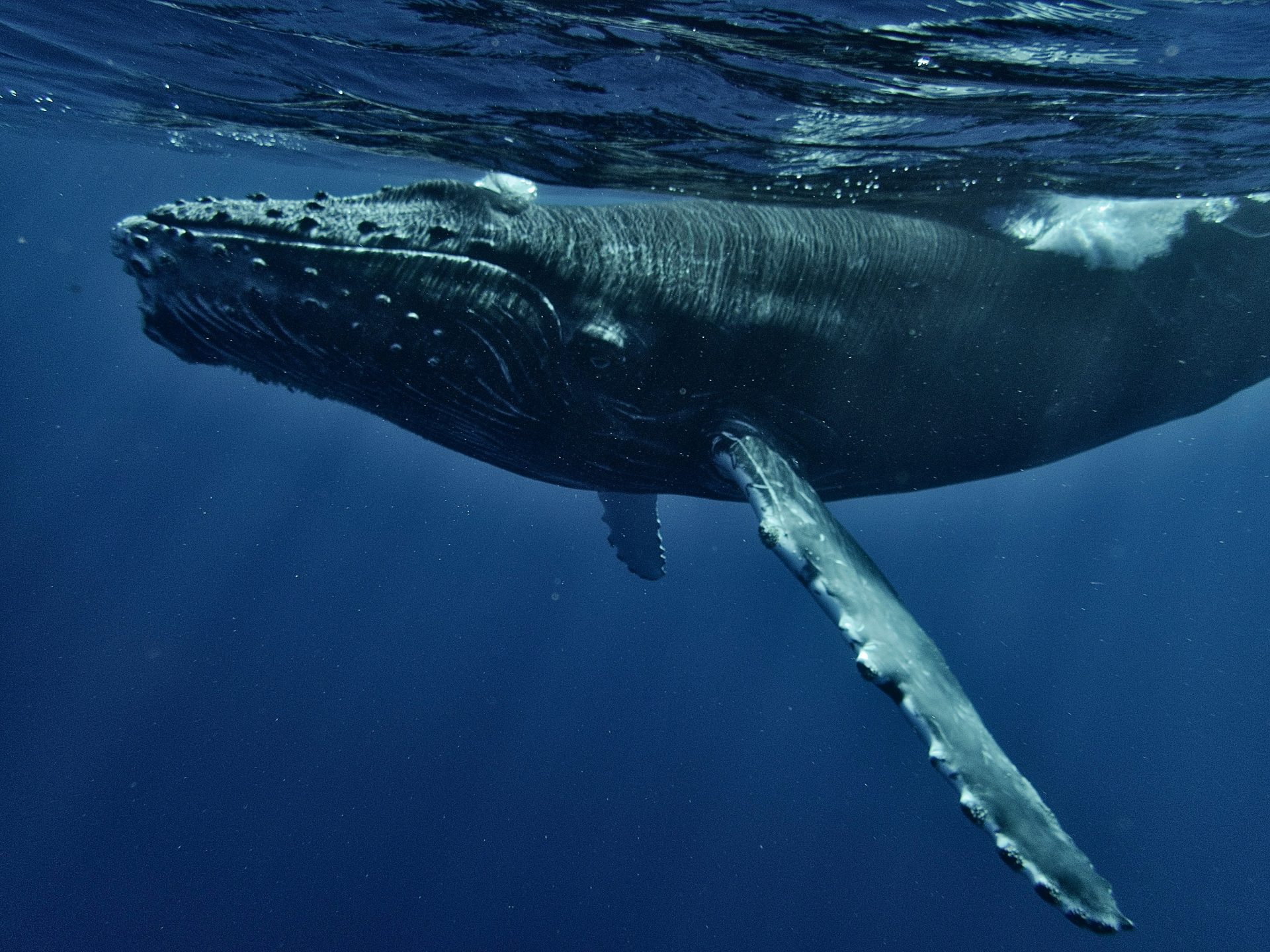 青いクジラ 青い鯨ゲーム」事件とマインドコントロール｜ルビー