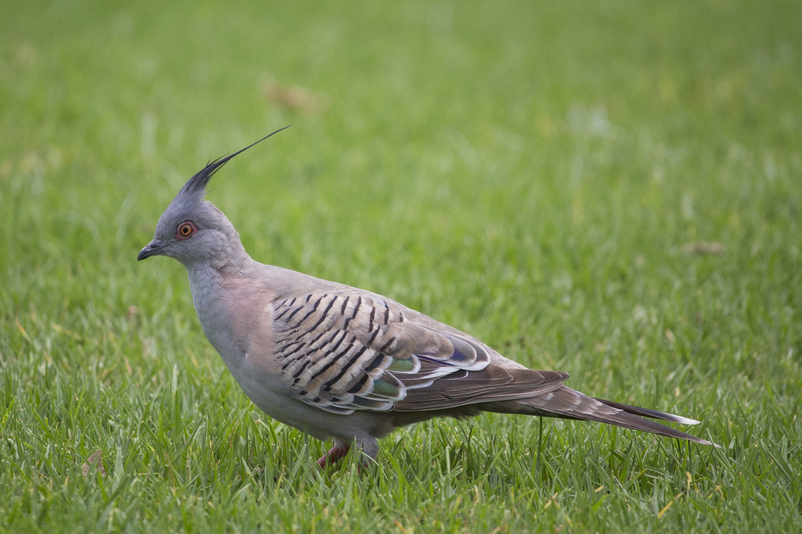 クレステッド・ピジョン
英:Crested Pigeon
日:レンジャクバト