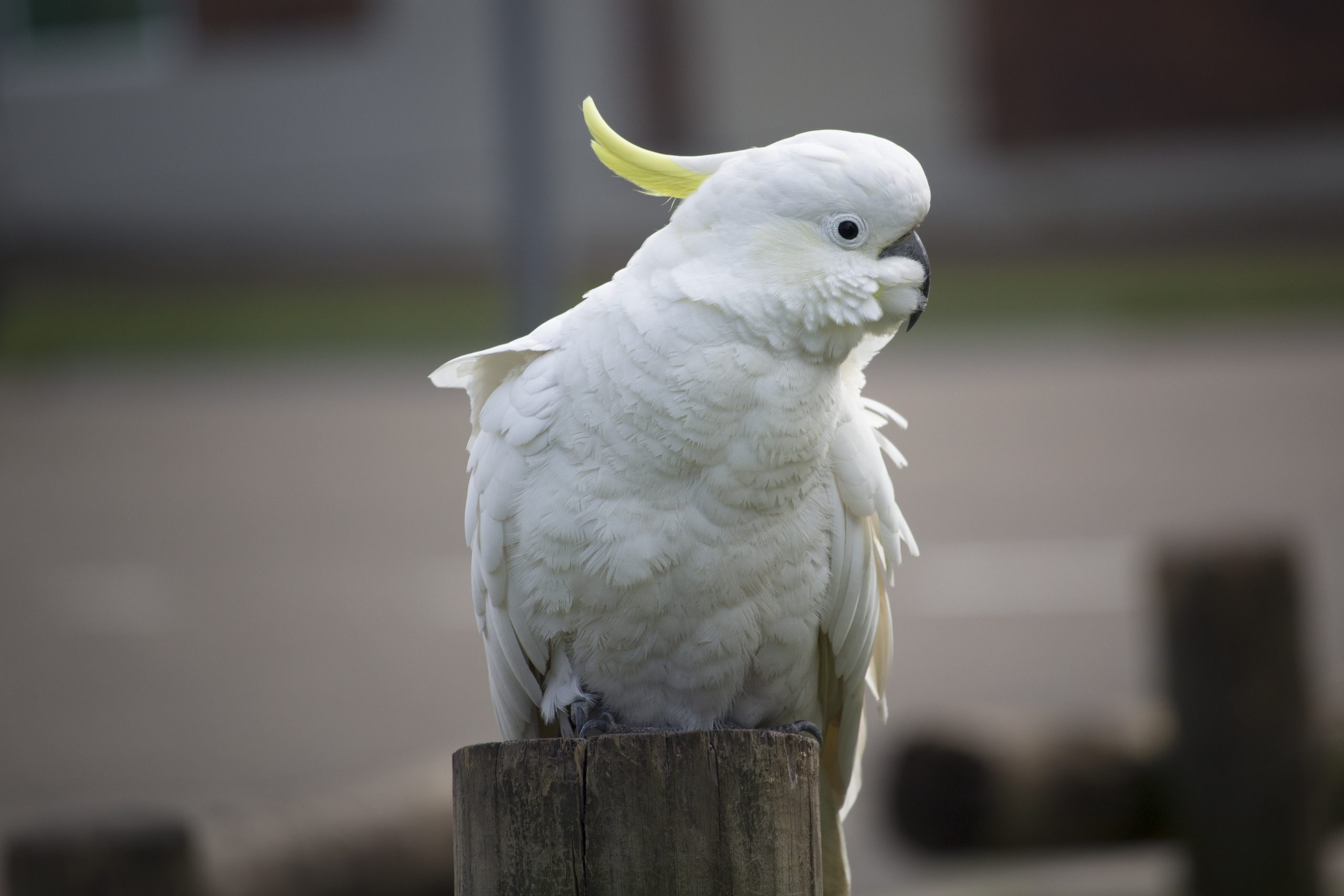 コカトゥー
英:Cockatoo(Sulphur-crested cockatoo)
日:キバタン