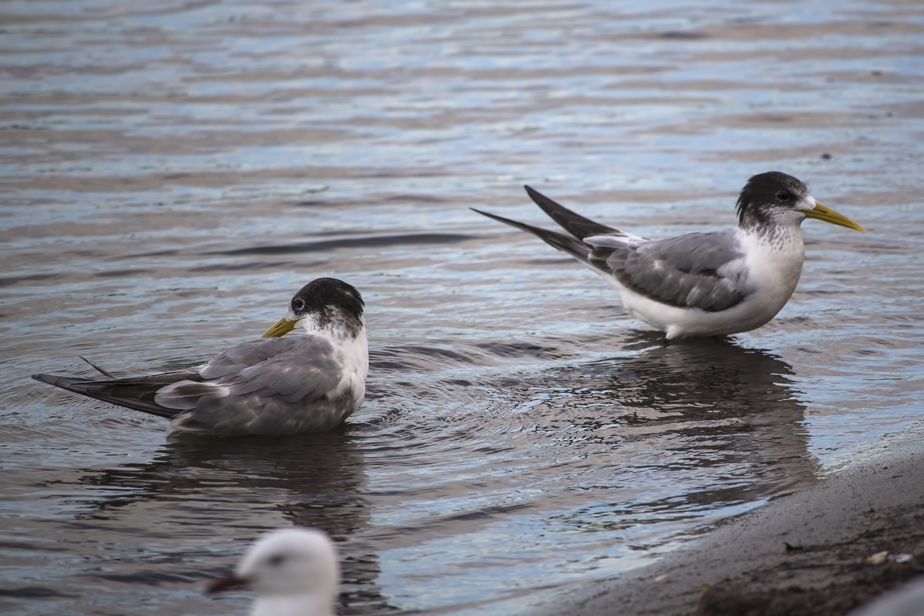 ターン
英:Tern(Crested Tern)
日:オオアジサシ