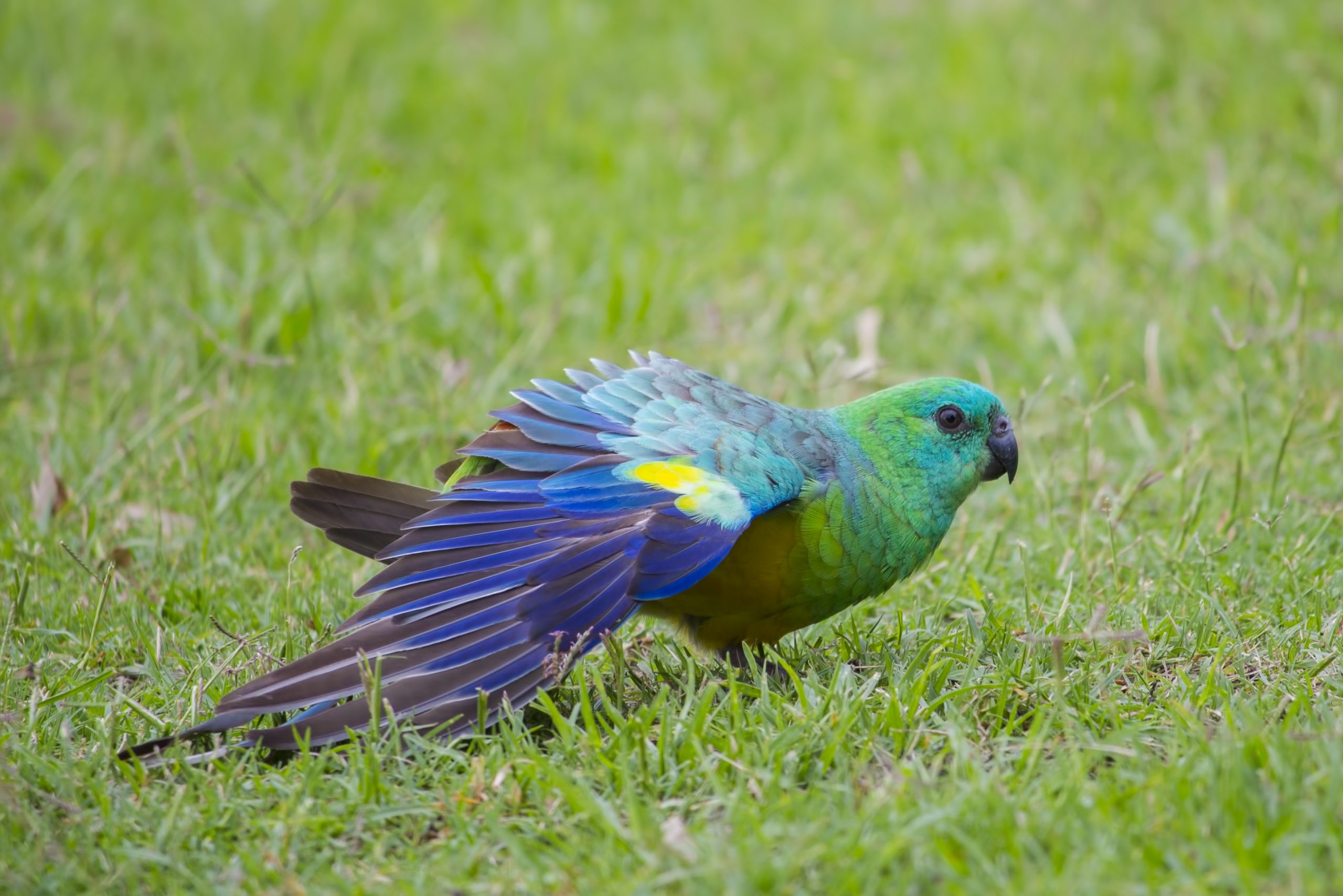 グラス・パロット
英:Grass Parrot(Red-rumped Parrot)
日:ビセイインコ