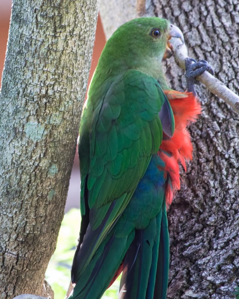 キング・パロット
英:Australian King Parrot
日:キンショウジョウインコ