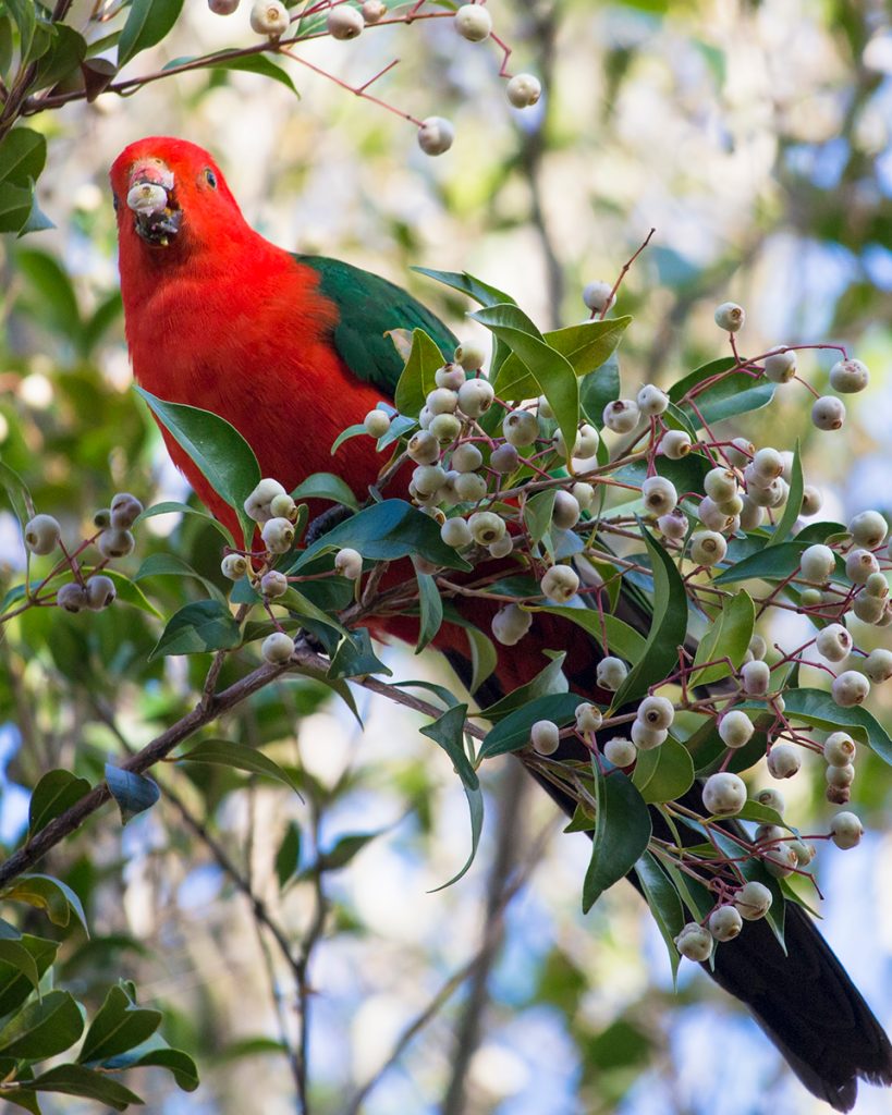キング・パロット
英:Australian King Parrot
日:キンショウジョウインコ