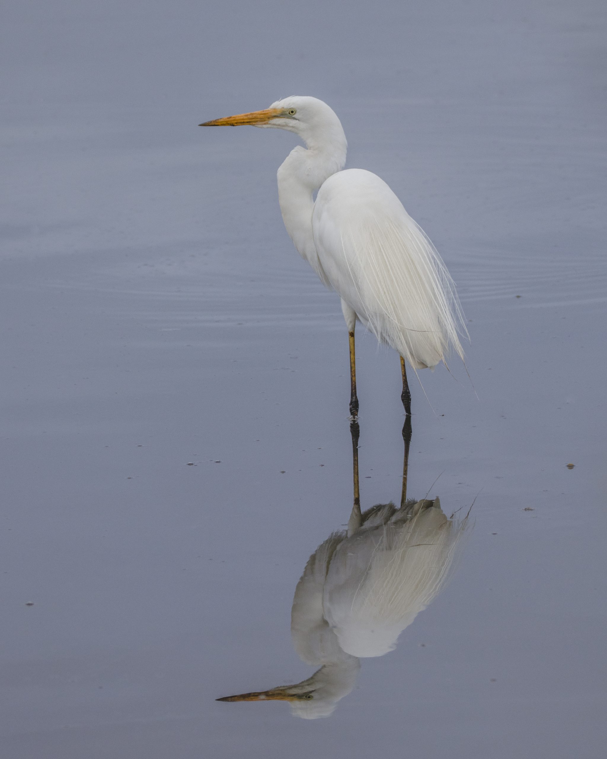 グレート・イグレット
英:Great Egret、Great White Heron
日:ダイサギ