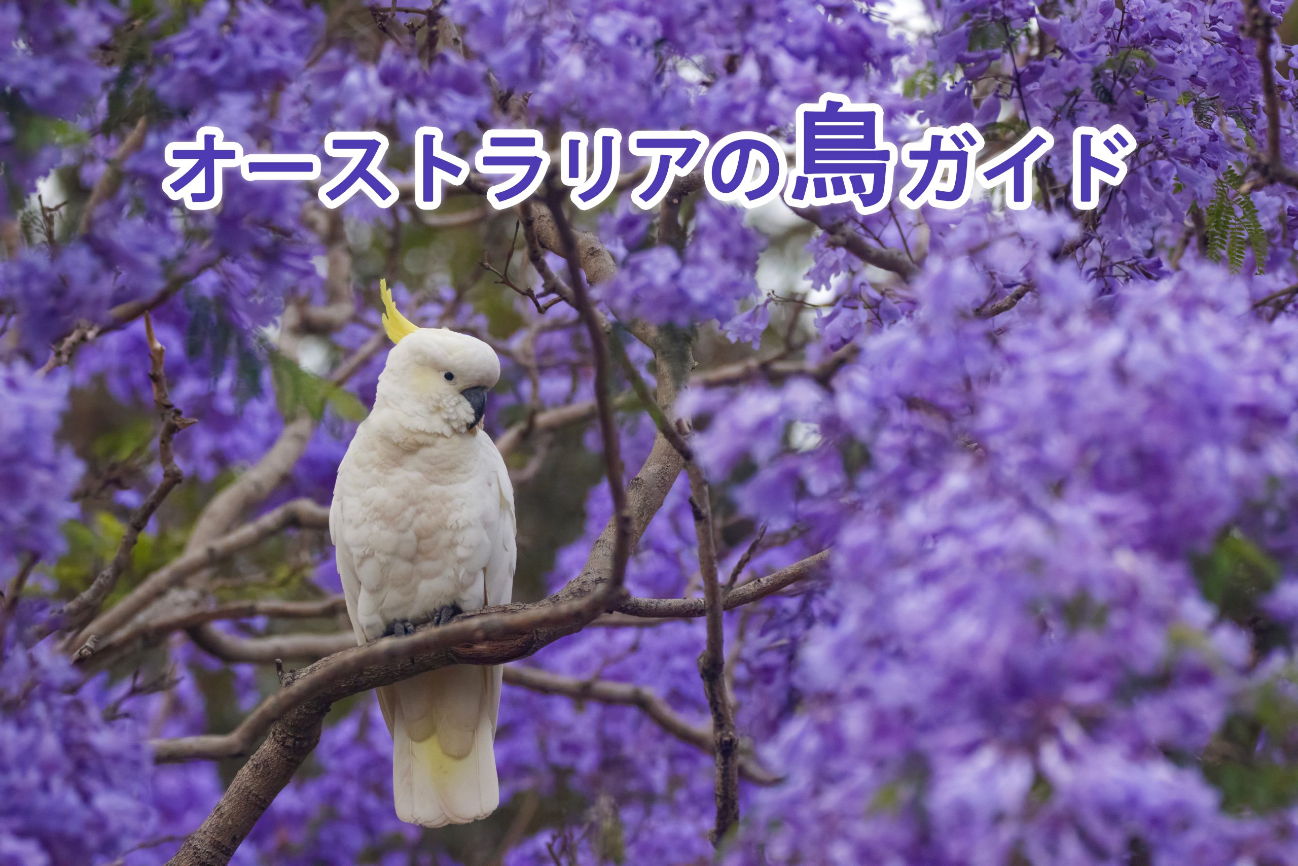 保存版】オーストラリアの「鳥」ガイド｜街で見かける身近な鳥から
