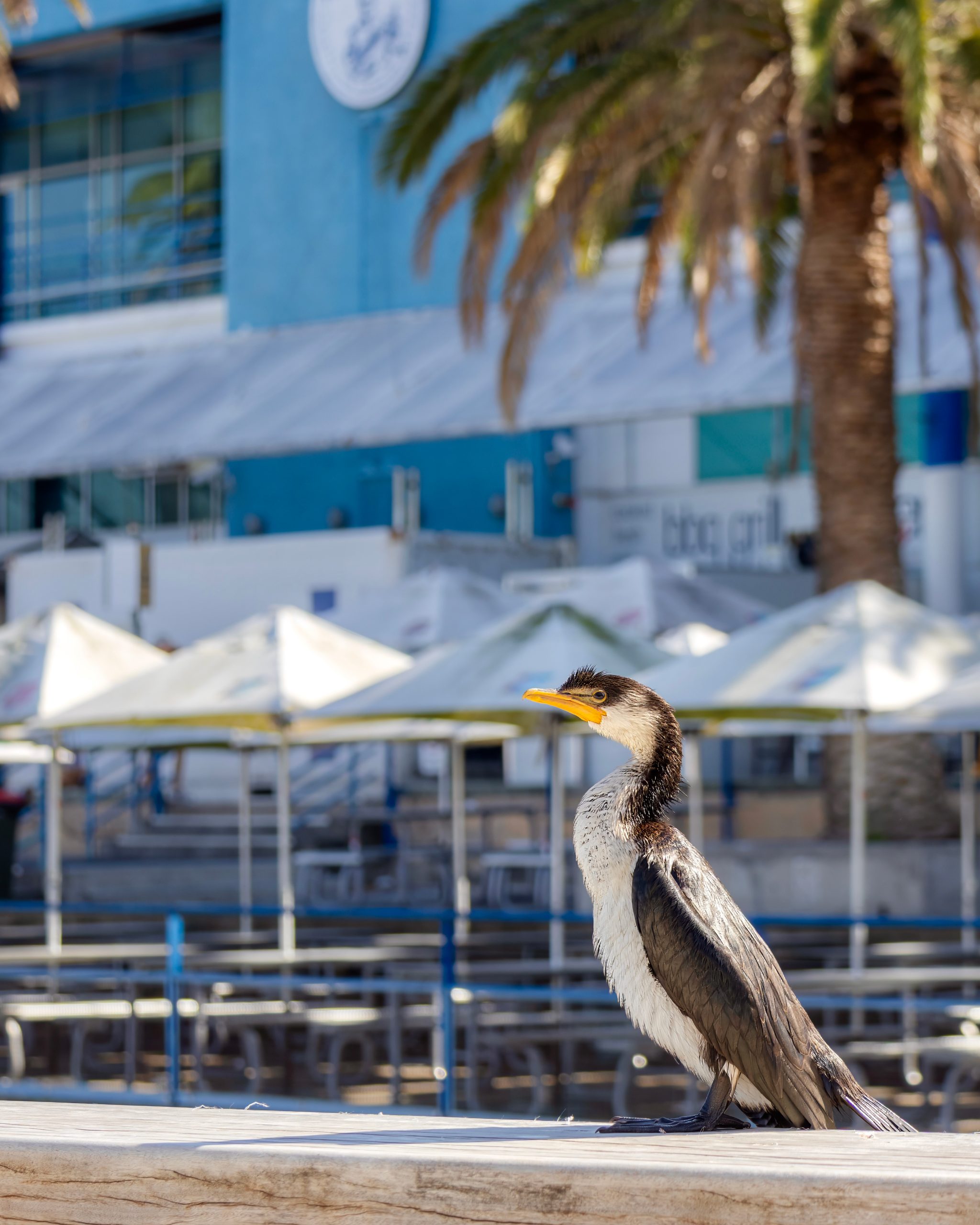リトル・パイド・コーモラント
英:Little Pied Cormorant
日:シロハラコビトウ