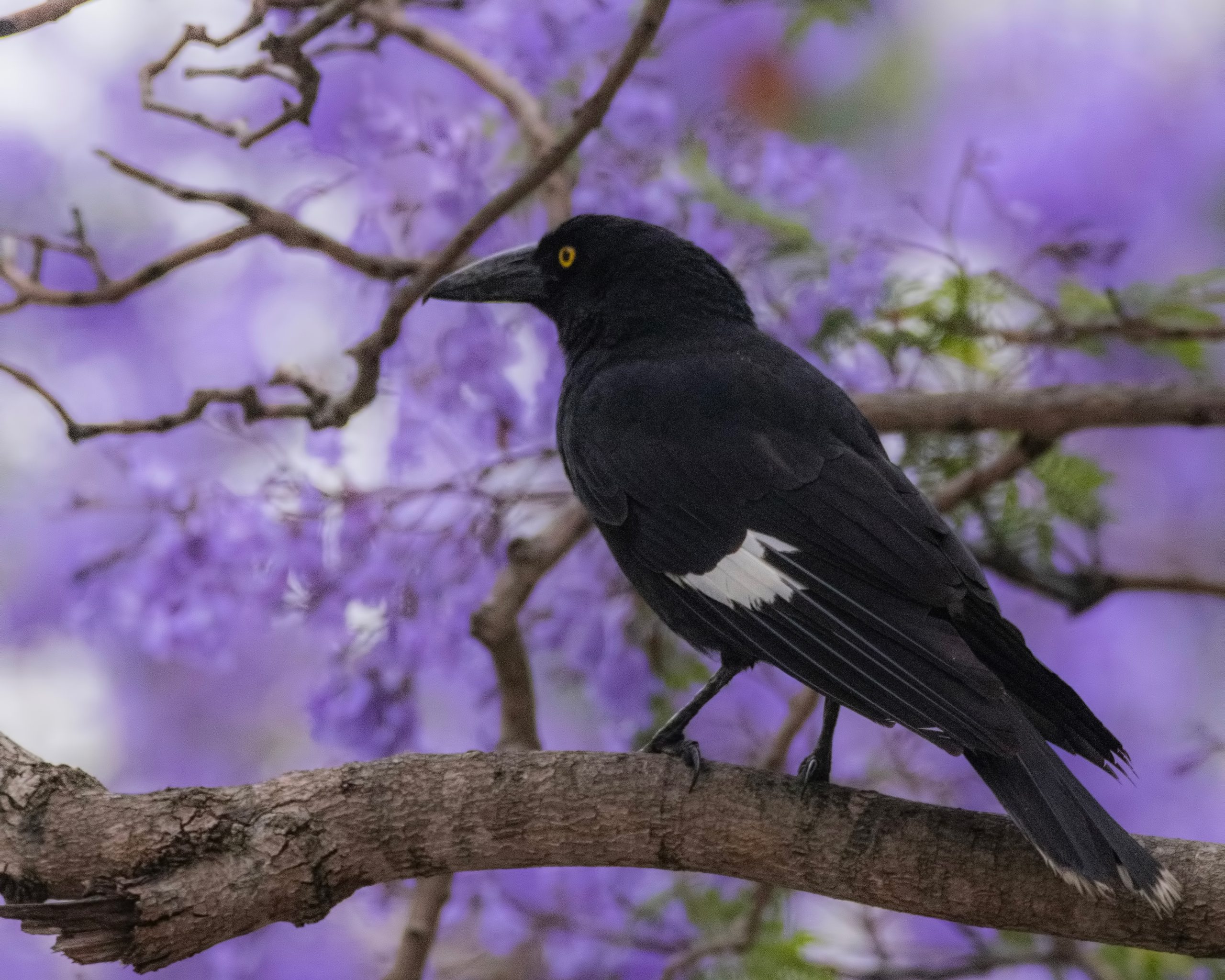 カラウォン
英:Currawong(Pied Currarong)
日:フエガラス