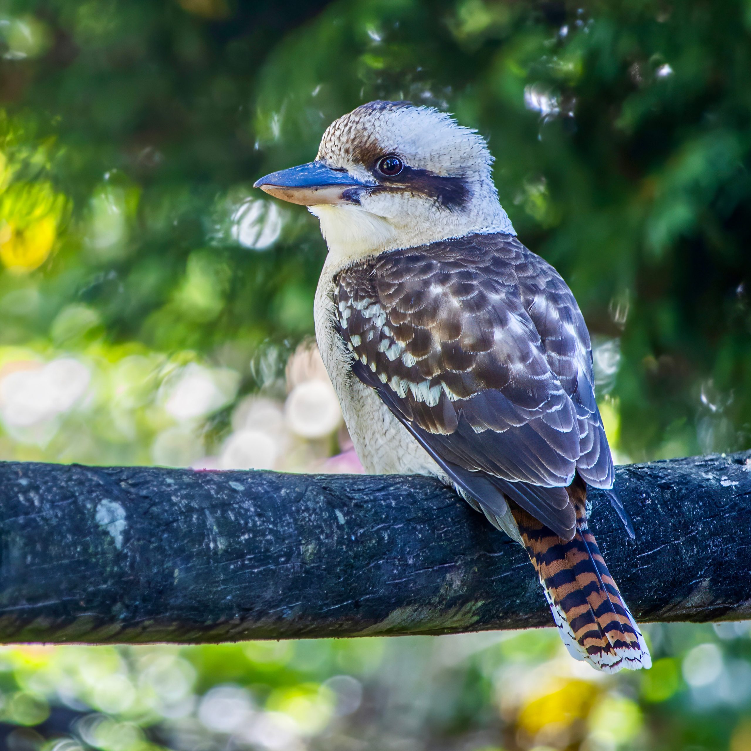 クッカバラ
英:Kookaburra(Laughing Kookaburra)
日:ワライカワセミ
