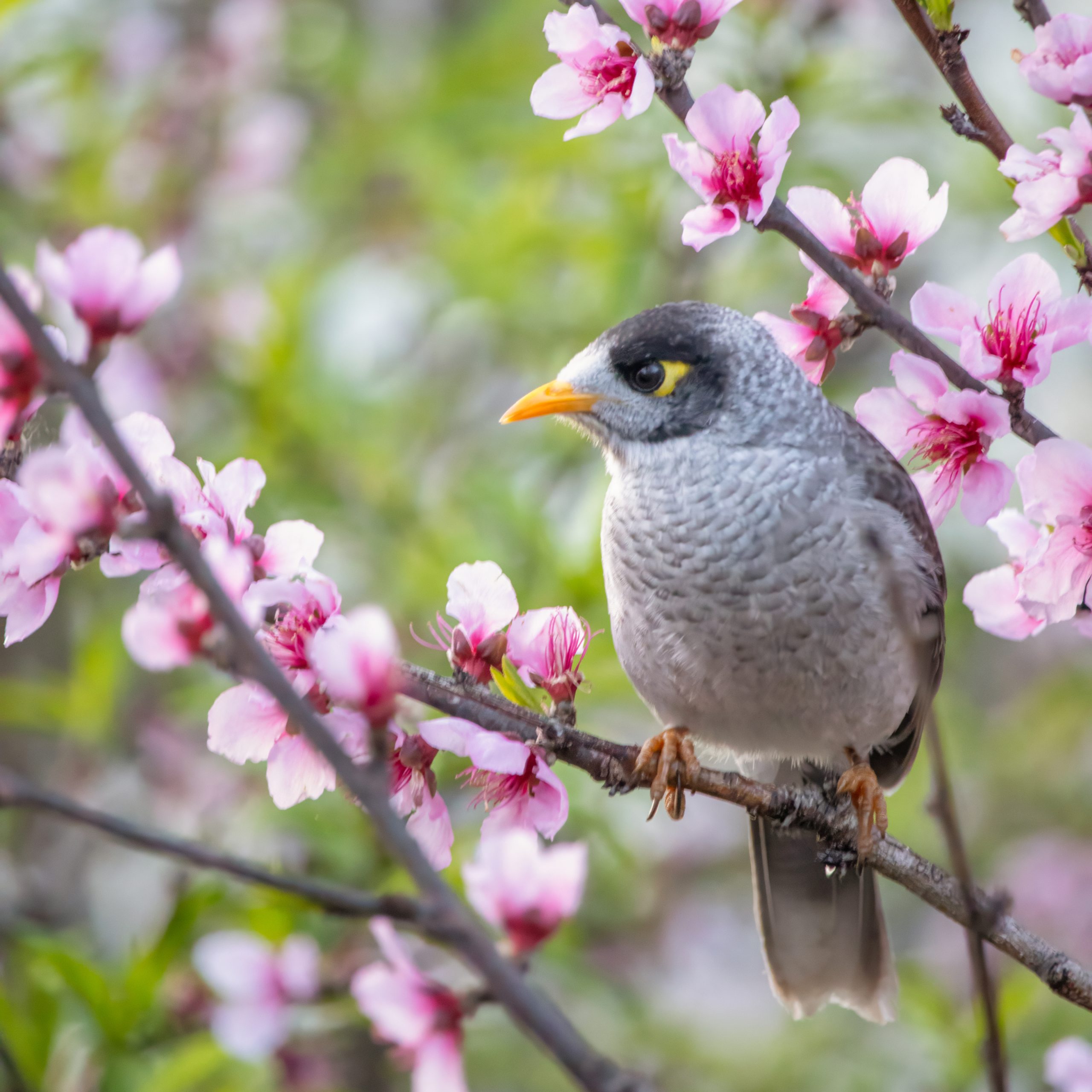 ノイジー・マイナー
英:Noisy Miner
日:クロガオミツスイ