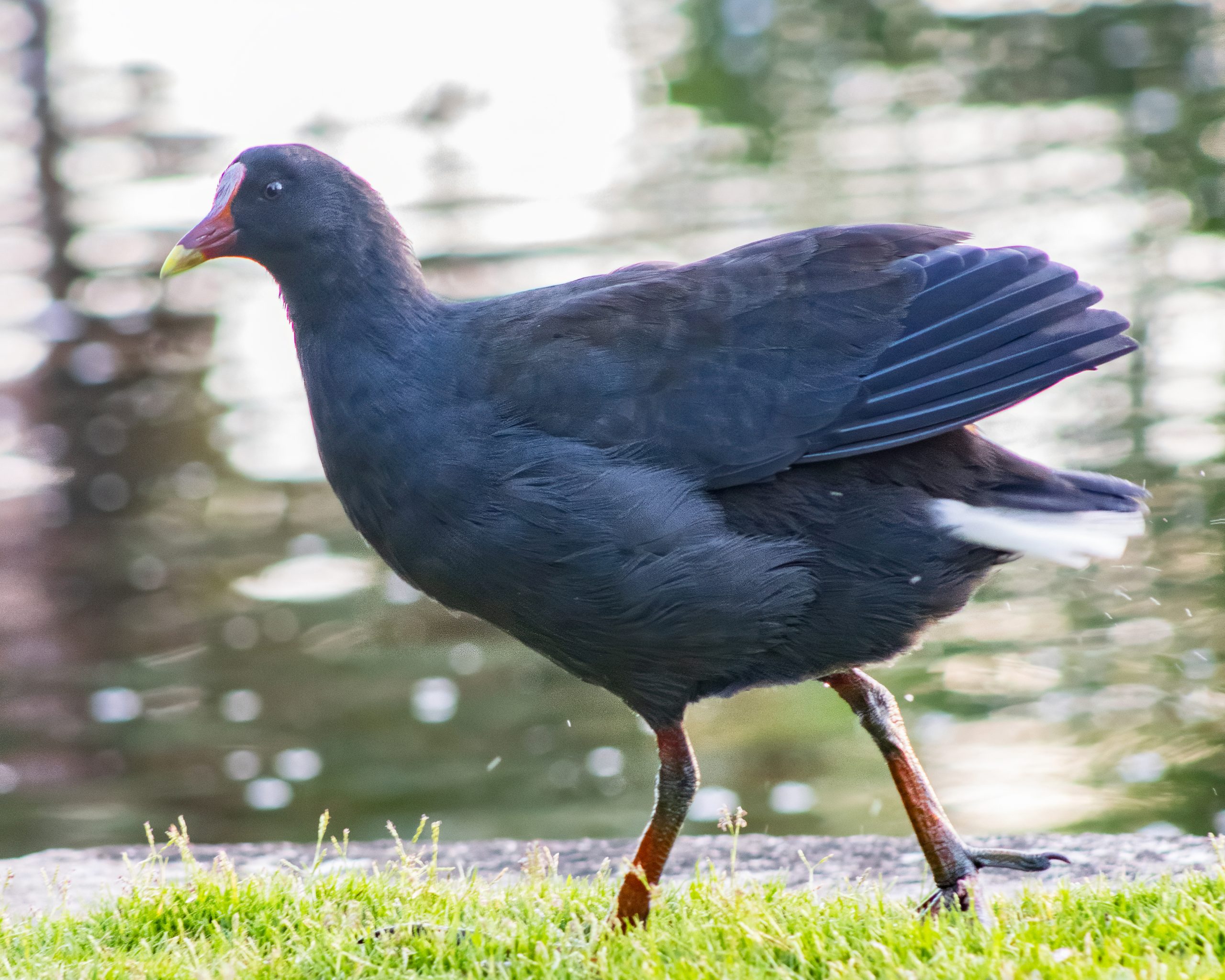 ダスキー・ムーアヘン
英:Dusky Moorhen
日:ネッタイバン