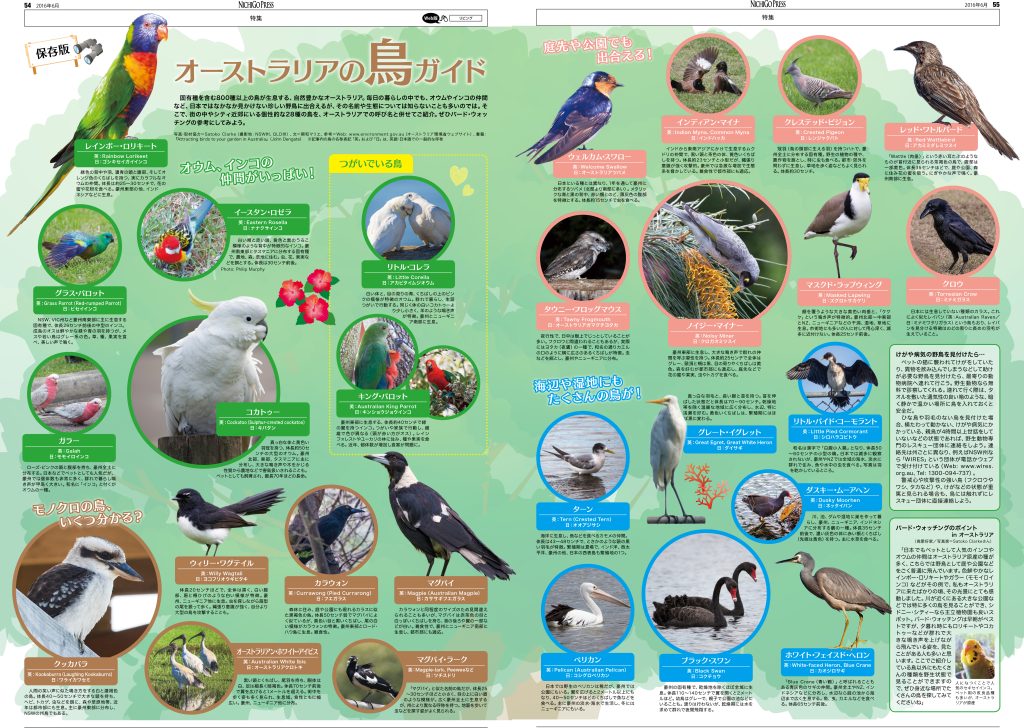 オーストラリア野鳥識別ガイドの海外書籍(英語)カラーのイラスト2500点 オーストラリア ケアンズ探鳥図鑑