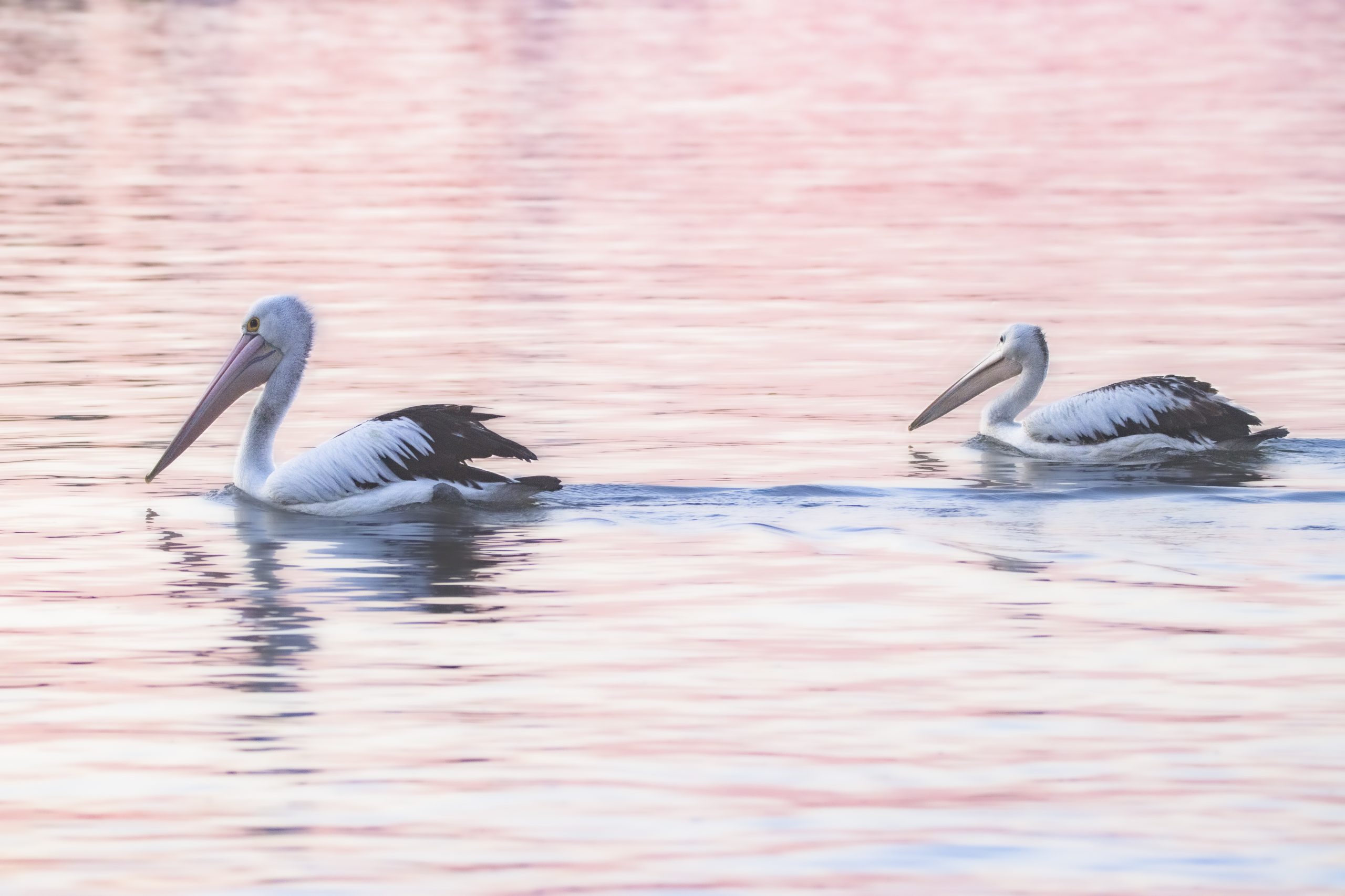 ペリカン
英:Pelican(Australian Pelican)
日:コシグロペリカン