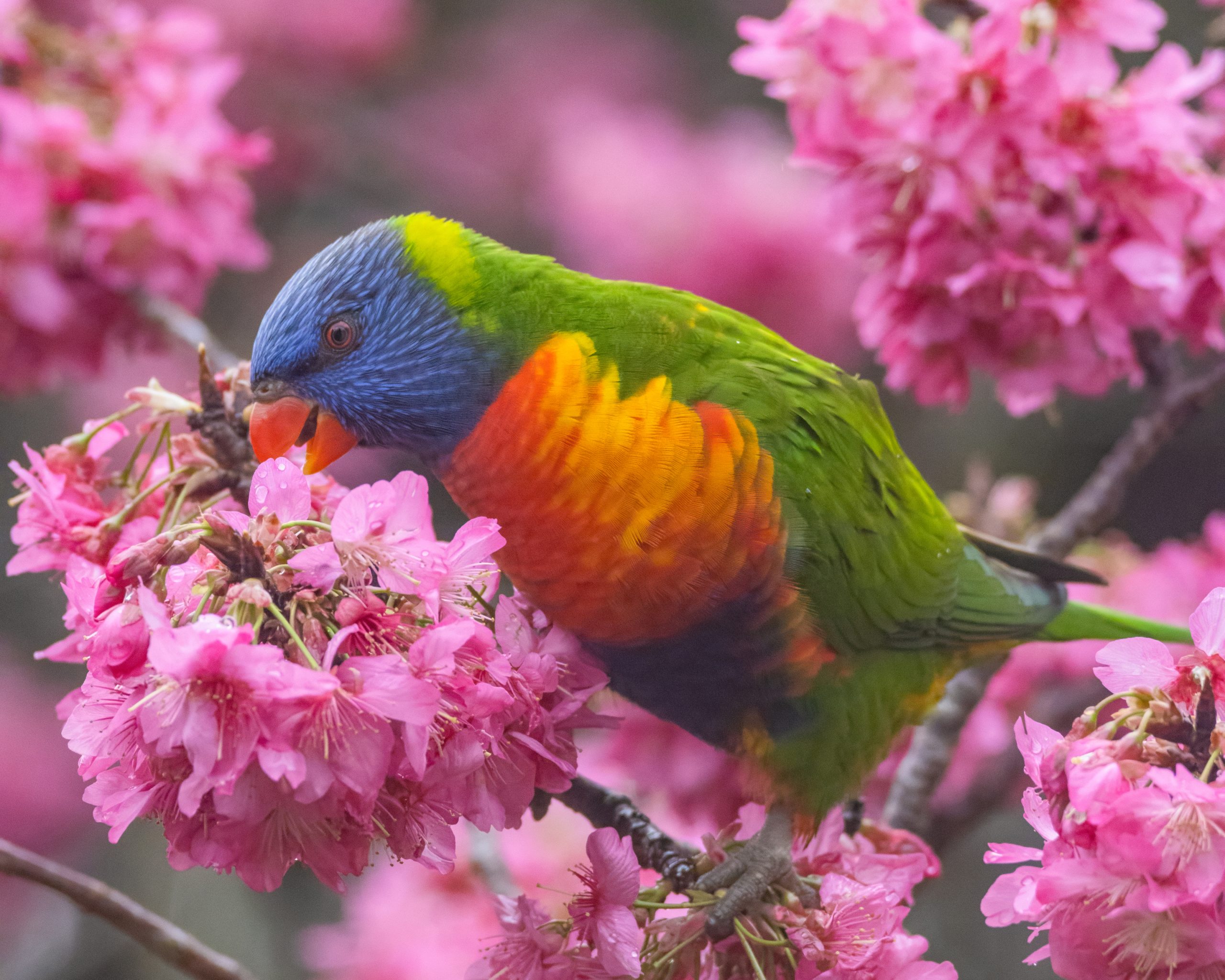 レインボー・ロリキート
英:Rainbow Lorikeet
日:ゴシキセイガイインコ