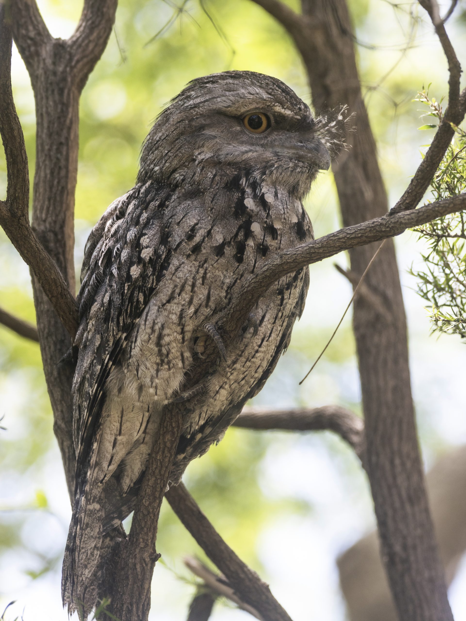タウニー・フロッグマウス
英:Tawny Frogmouth
日:オーストラリアガマグチヨタカ