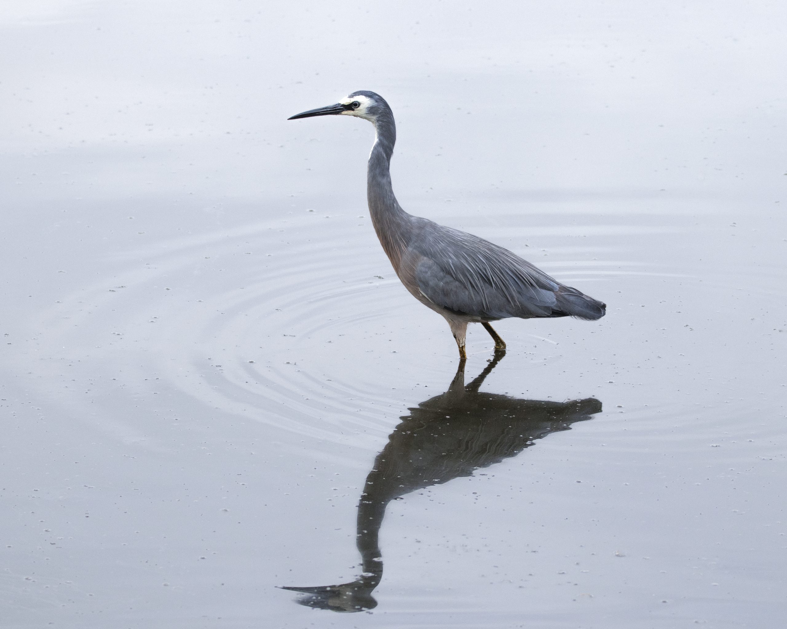 ホワイト・フェイスド・ヘロン
英:White-faced Heron、Blue Crane
日:カオジロサギ