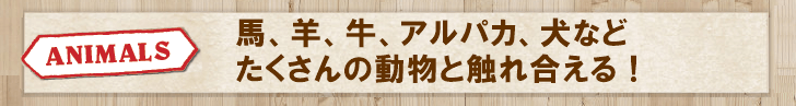 馬、羊、牛、アルパカ、犬などたくさんの動物と触れ合える！