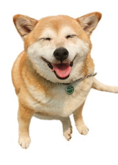 犬を連れて参加する人も