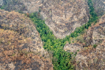 峡谷の境目で奇跡的に焼け残ったウォレマイ･パイン。周りの木々が森林火災で焼け焦げているのが分かる（写真提供：NSW Department of Planning, Industry and Environment）