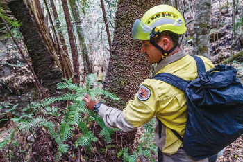 ウォレマイ･パインの状況を確認するNSW州の消防隊員（写真提供：NSW Department of Planning, Industry and Environment）