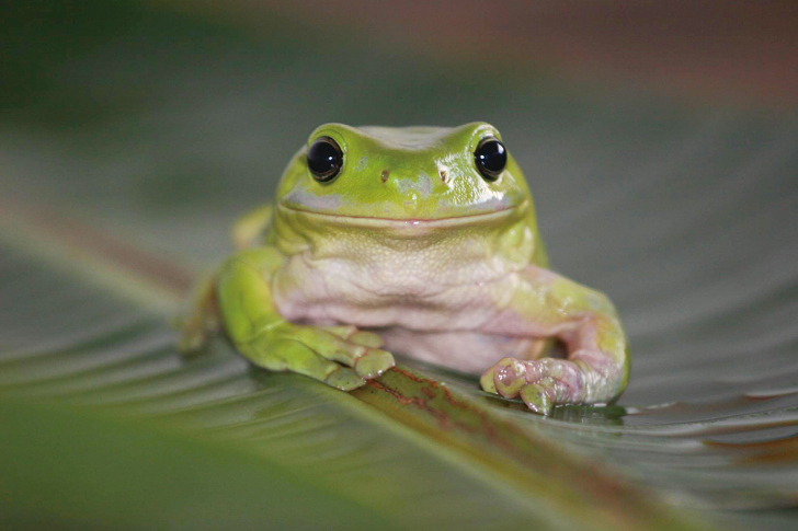 オーストラリアのカエルの本 Australian frogs 日本販売正規品