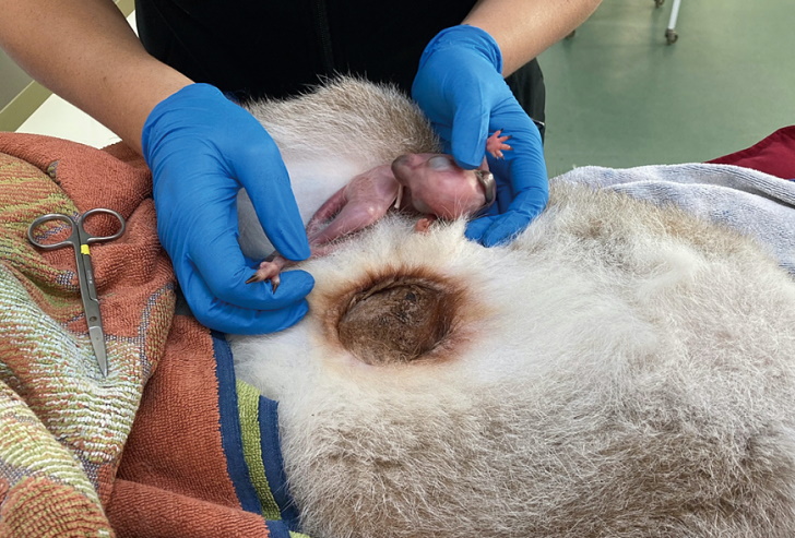 母カンガルーの育児嚢から保護される赤ちゃんカンガルー