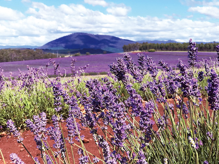 丘陵を紫に埋めるラベンダーは夏の風物詩の1つ