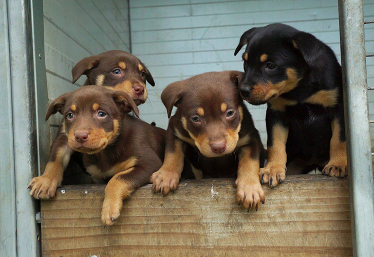 Muster-Dogs-Puppies_S