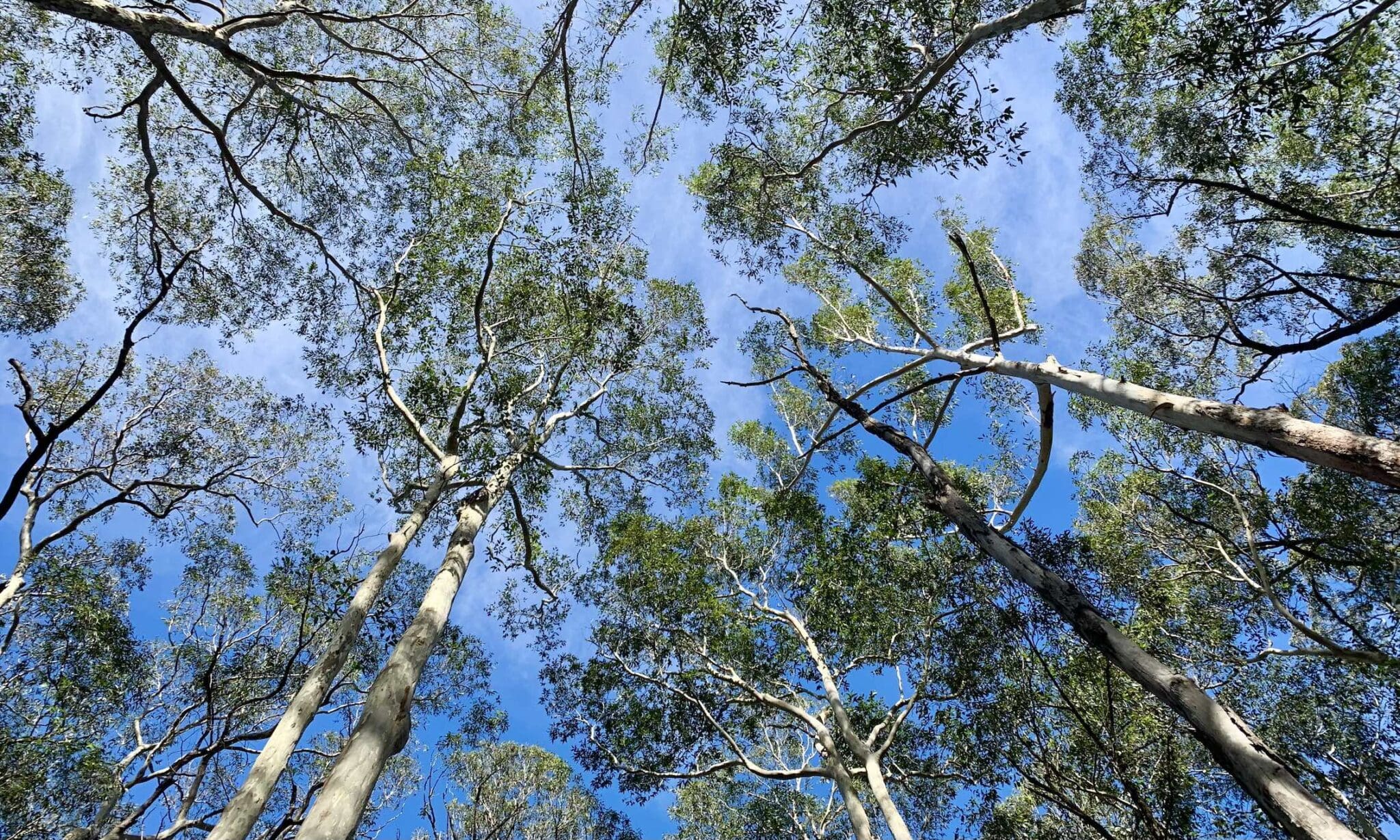 オーストラリアの田舎で暮らせば㉓ユーカリの森を歩くと見えるもの