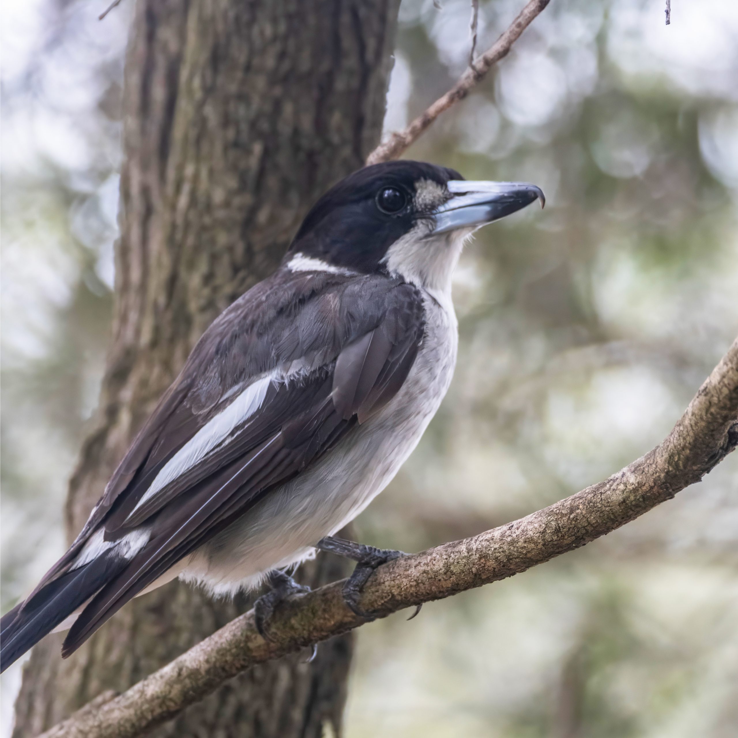 グレイ・ブッチャーバード
英:Grey Butcherbird
日:ハイイロモズガラス