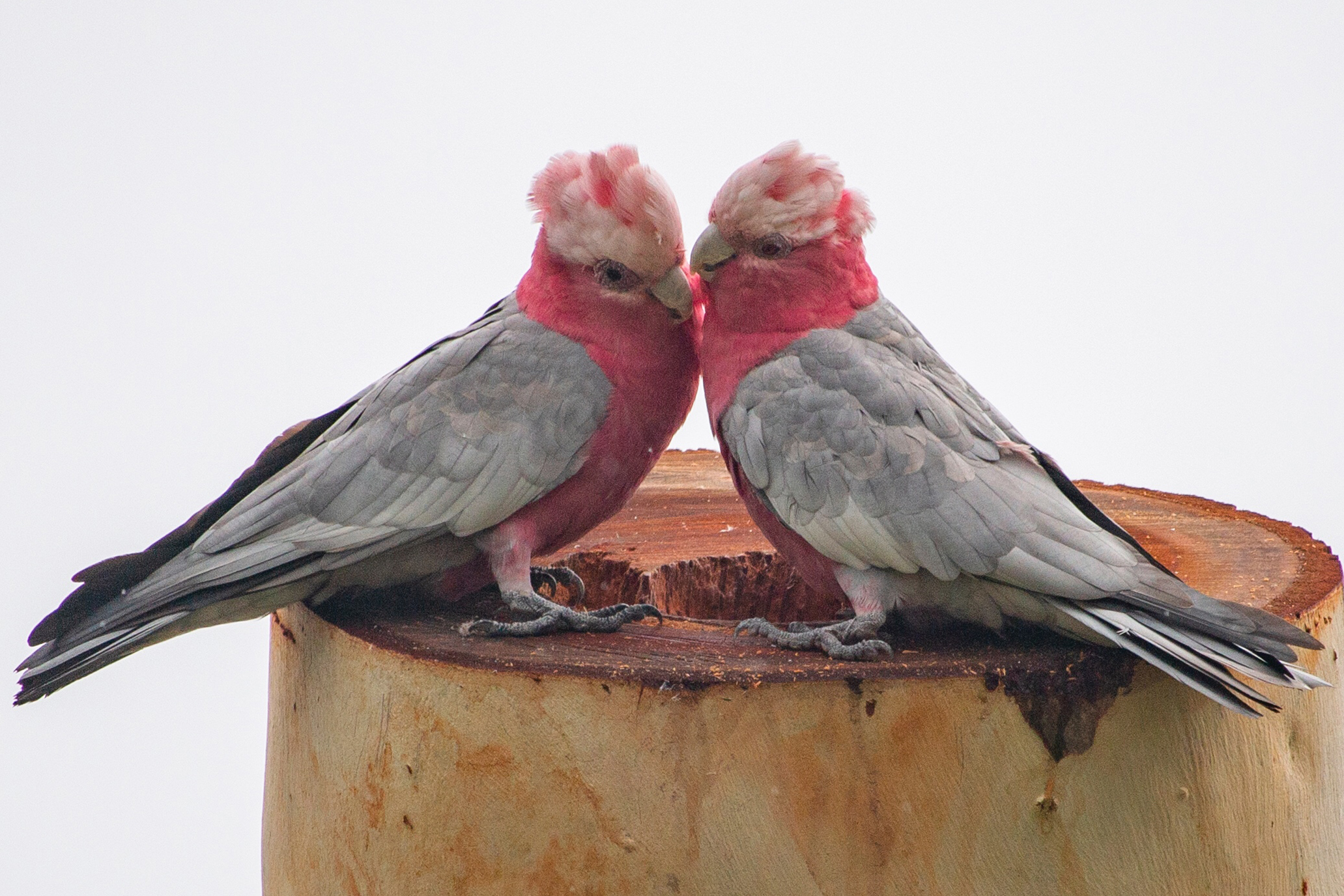 ガラー
英:Galah
日:モモイロインコ