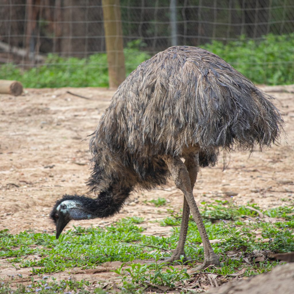 エミュー
Emu