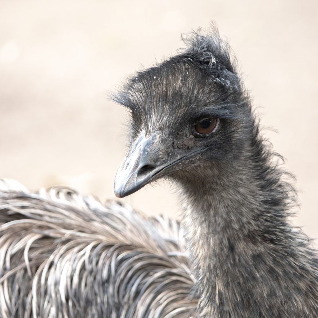 エミュー
Emu