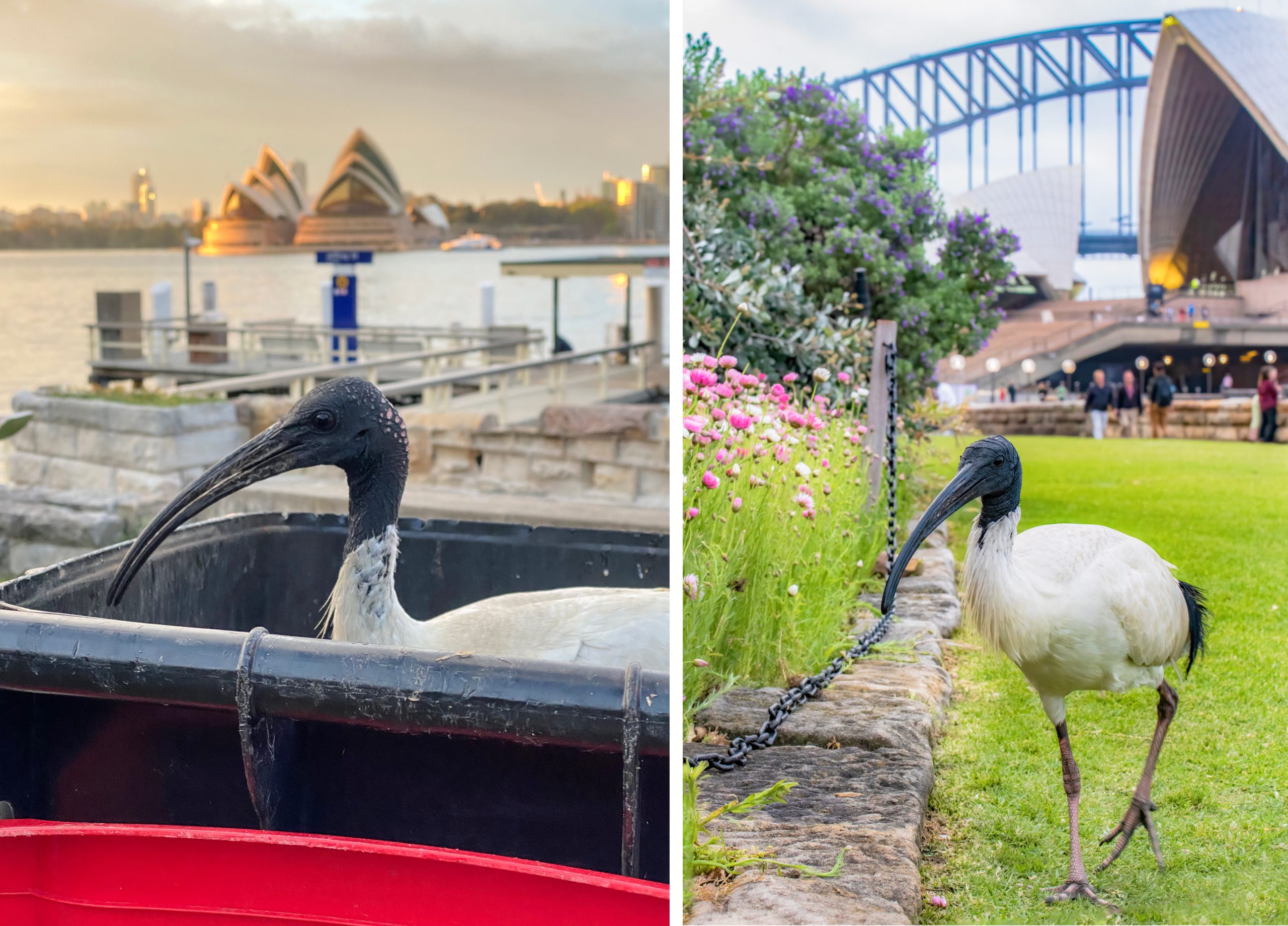 オーストラリアン・ホワイト・アイビス
英:Australian White Ibis
日:オーストラリアクロトキ
通称:ビンチキン(Bin Chicken)