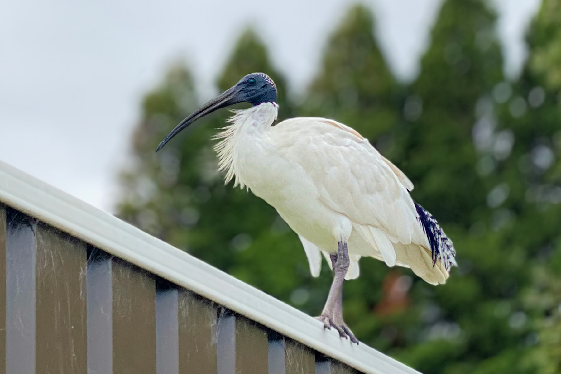 オーストラリアン・ホワイト・アイビス
英:Australian White Ibis
日:オーストラリアクロトキ