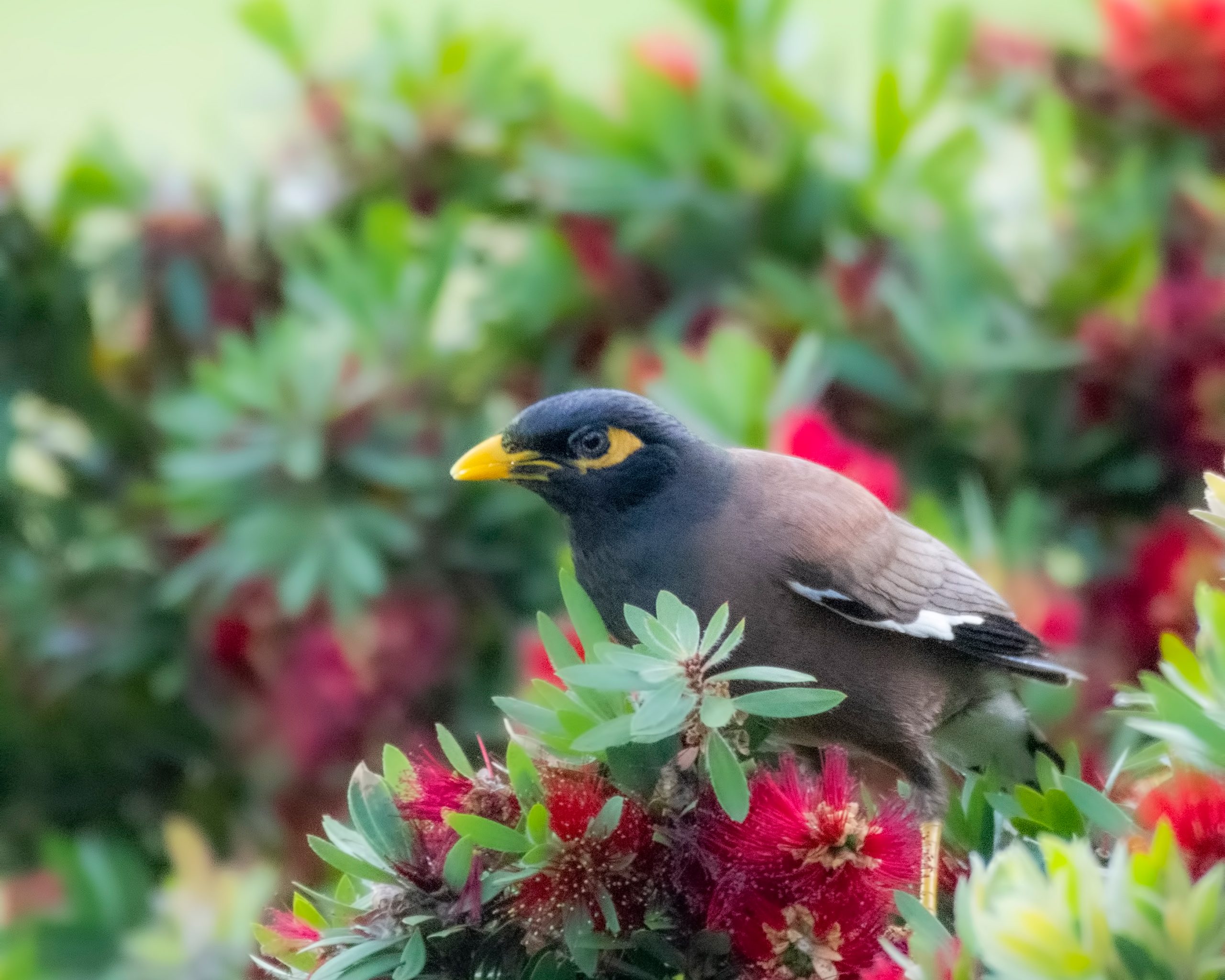 インディアン・マイナ
英:Indian Myna、Common Myna
日:インドハッカ