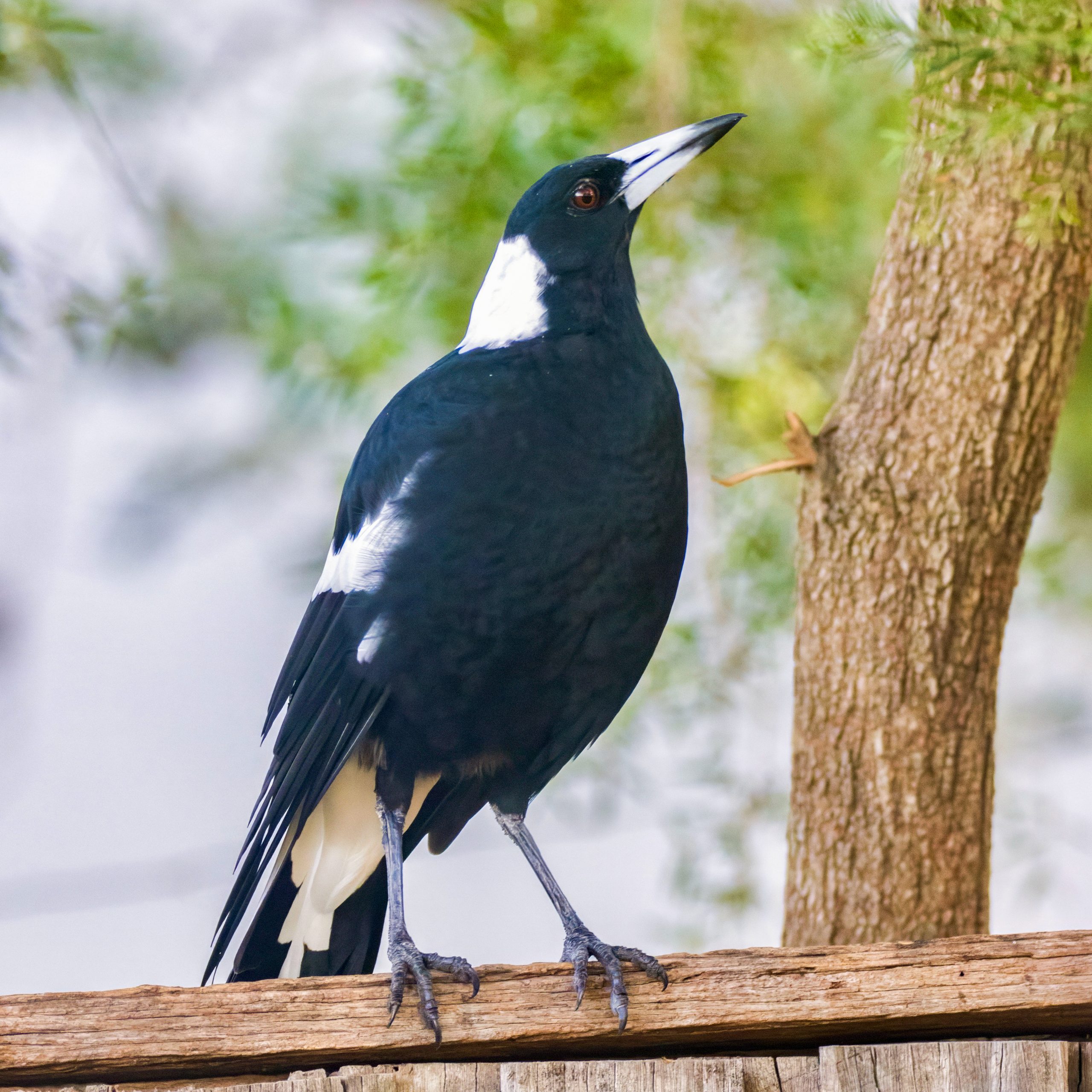 マグパイ
英:Magpie(Australian Magpie)
日:カササギフエガラス