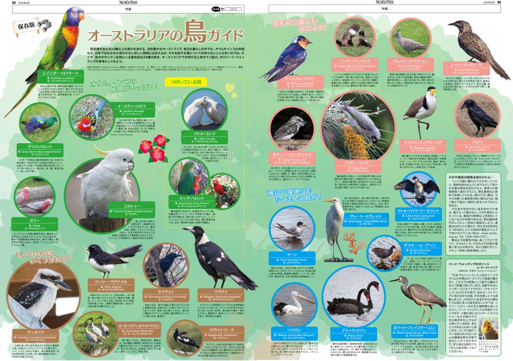 大都市シドニーの街なかを飛翔する虹色のインコ!? ─【新連載】鳥大国