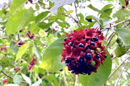 18−3-オーストラリアの田舎で暮らせば
