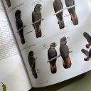 35−1　オーストラリアの田舎で暮らせば
