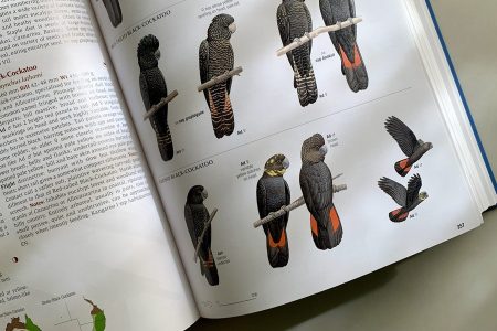 35−1　オーストラリアの田舎で暮らせば